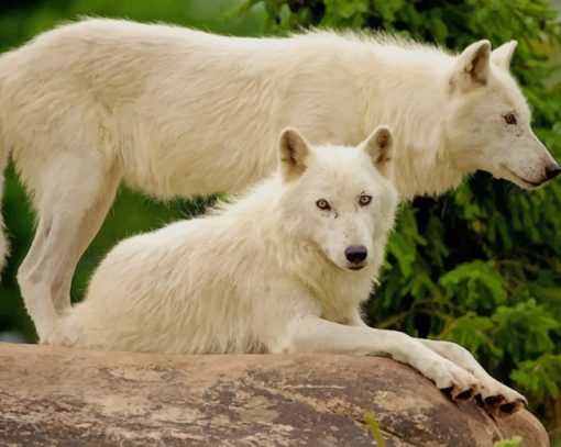 White Wolves On A Rock paint by numbers