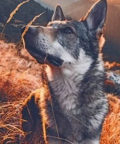 Wolf Standing In Landscape painting by numbers