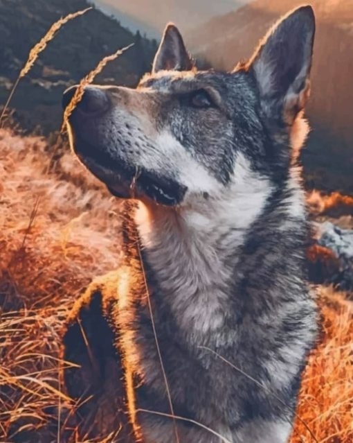 Wolf Standing In Landscape painting by numbers