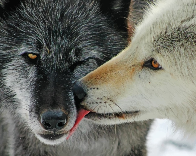 Two Wolves Close Up paint by numbers
