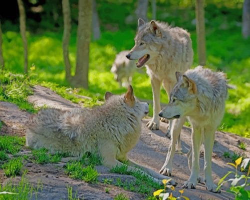 White Wolves In The Woods paint by numbers