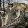 Grey Wolves On A Tree paint by numbers