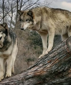 Grey Wolves On A Tree paint by numbers