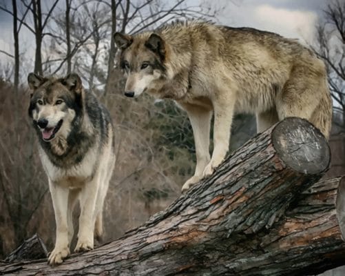 Grey Wolves On A Tree paint by numbers