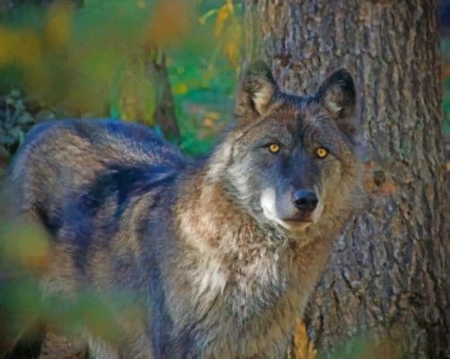 Yellow Eyed Wolf paint by numbers