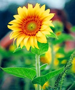 Lone Yellow Sun Flower paint by numbers