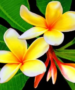 Yellow Plumeria painting by numbers