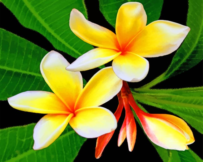 Yellow Plumeria painting by numbers