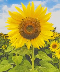 Yellow Sun Flower painting by numbers