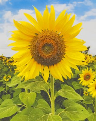 Yellow Sun Flower painting by numbers