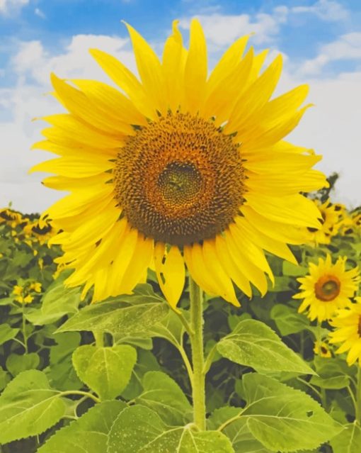 Yellow Sun Flower painting by numbers