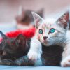 Blue Eyed Kittens paint by numbers