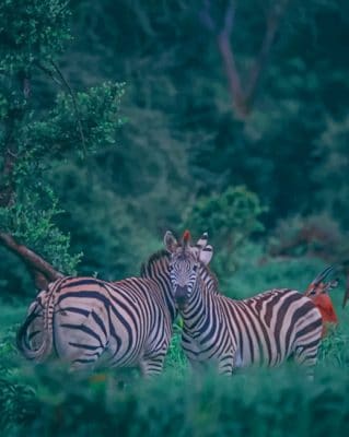 Zebra Donkeys In The Forest paint by numbers