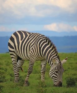 Zebra Standing On Green Grass Field painting by numbers