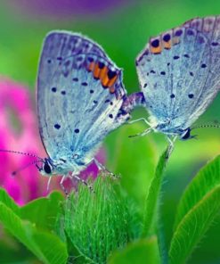 Aesthetic Butterflies On Flower paint By Numbers