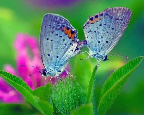 Aesthetic Butterflies On Flower paint By Numbers