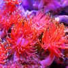 Aquarium Anemone paint by numbers