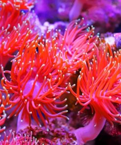 Aquarium Anemone paint by numbers