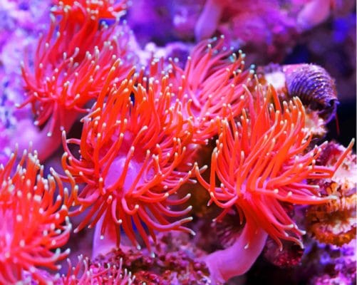 Aquarium Anemone paint by numbers