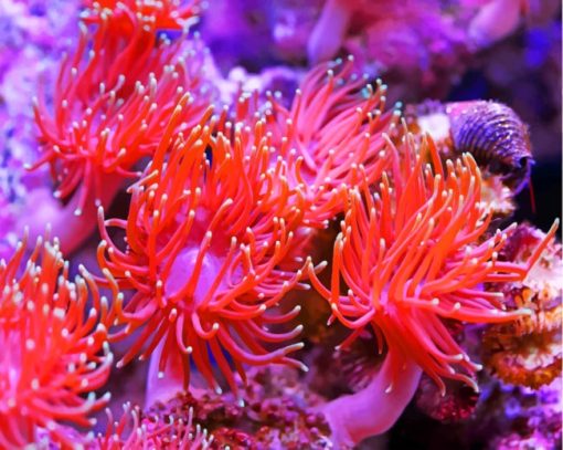 Aquarium Anemone paint by numbers