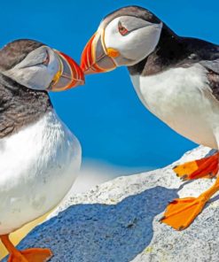 Atlantic Puffins paint by numbers