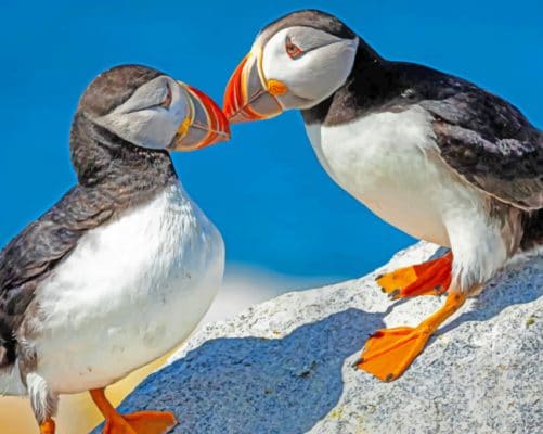 Atlantic Puffins paint by numbers