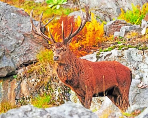 Autumn Deer paint by numbers