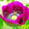 Bee On Purple Poppy paint by numbers