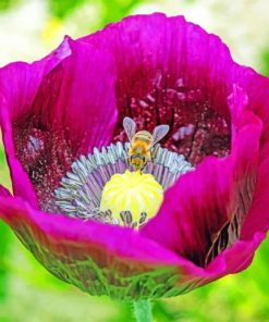 Bee On Purple Poppy paint by numbers