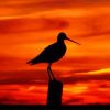 Bird Silhouette paint by numbers