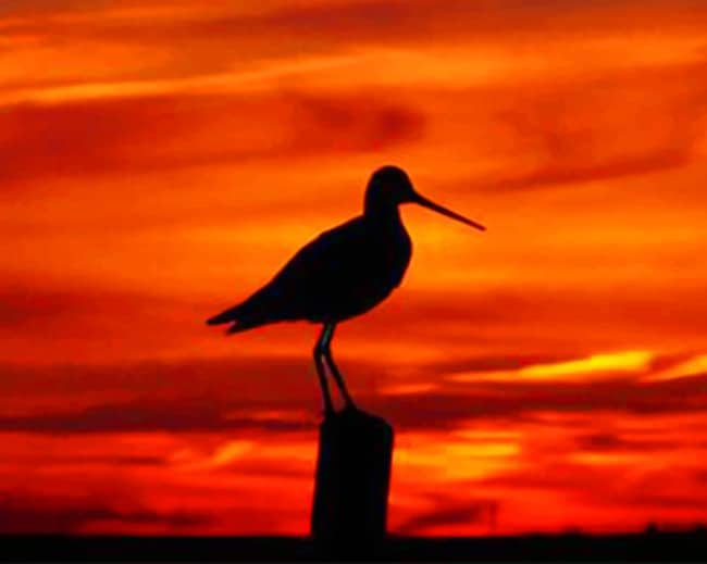 Bird Silhouette paint by numbers