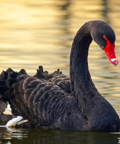 Black Swan paint by numbers