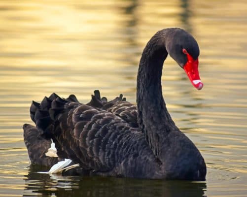 Black Swan paint by numbers