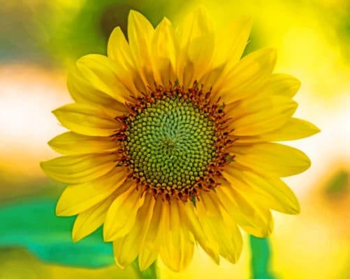 Blooming Sunflower paint by numbers