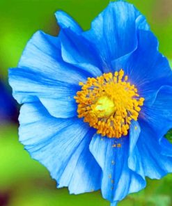 Blue Poppy paint by numbers