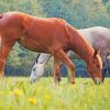 Brown And Blonde Horse paint by numbers