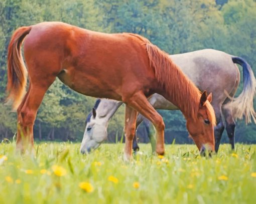 Brown And Blonde Horse paint by numbers