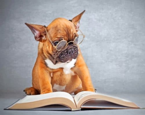 Bulldog Reading Book paint by numbers