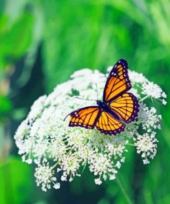 Butterfly On Flower Paint by numbers