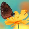 Butterfly On Orange Flower paint by numbers