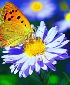 Butterfly On Purple Flower paint by numbers