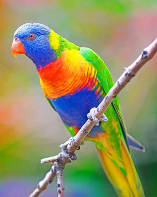 Caribbean bird paint by numbers