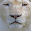 Close Up White Lion paint By Numbers