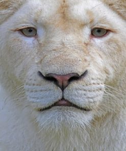 Close Up White Lion paint By Numbers