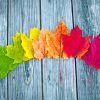 Colorful Autumn Leaves paint by numbers