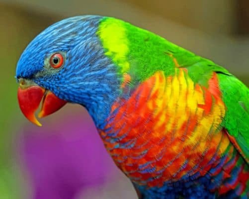 Colorful Bird paint by numbers