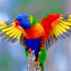 Colorful Lorikeet paint by numbers