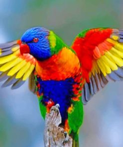 Colorful Lorikeet paint by numbers