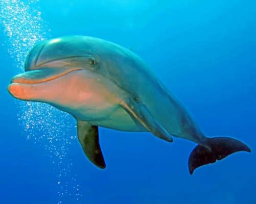 Dolphin Under Water paint by numbers