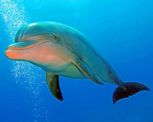 Dolphin Under Water paint by numbers